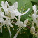 나무약품(주) 이미지