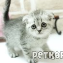 순한고양이 이미지