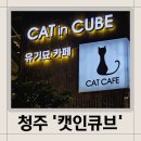 캣인큐브 | 청주) 청주유기묘카페 &#39;캣인큐브&#39; 후기