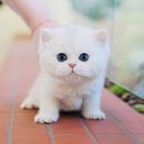 도그플러스 동물병원(미유펫 대구점) 이미지