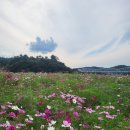 북경왕반점 | 공주 가볼만한 곳 김피탕맛집 북경탕수육/미르섬/공산성 여행코스