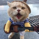 생선파는 고양이 이미지