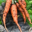 뜨락농원 이미지