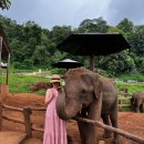 저팔계농장 | 8월 치앙마이 여행기2 베란다하이리조트, 엘리핀팜, 나이트바자