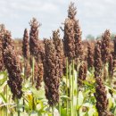 수수다올 이미지