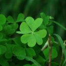 네잎클로버 이미지