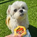 디저트의 들 디드루 이미지