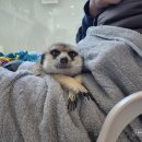 부부식당 | [대학로 맛집] 부부식당 후기 (메뉴판 포함)