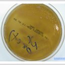 BAP&amp;MAC(Pseudomonas aeruginosa)의 모습 이미지