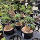 예삐마켓 이미지