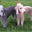 두테리어 이미지