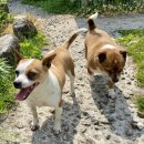 번암무룡고개로 이미지