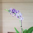 부칸산837 이미지