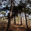 양촌 유아숲체험원 이미지