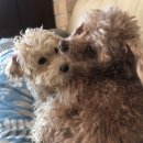 힐링캠프글램핑 이미지