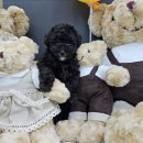 야옹아 멍멍해봐 계림점 이미지