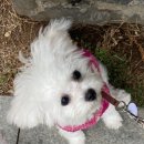 아틀리독 이미지