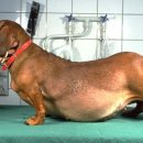 24시 봉담동물의료센터 이미지