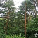 아침고요치유의 숲 이미지