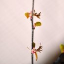 계수나무 이미지