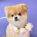 산호동457 이미지