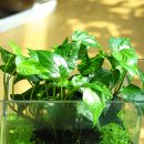 아이비팜 이미지