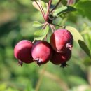 회진농장 이미지