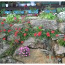 오늘나의정원 이미지