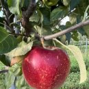 오시롬 농장 이미지