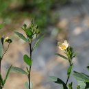 나도공단풀 Sida rhombifolia L. [비추천명 : 나도덕두화,순애포] 이미지