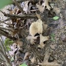 여름식물 버섯 이미지