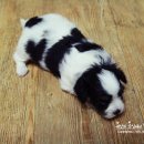 24시 안박동물병원 이미지