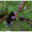 버들민박 이미지