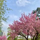 효령로 197 (14) | 서울 한적한 벚꽃명소 Best 4 총정리