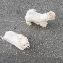 아기강아지 이미지