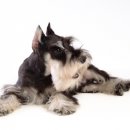 이삭애견훈련소 이미지