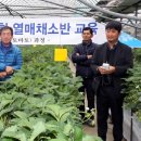 영광채소