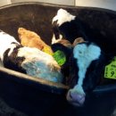 솔밭목장 이미지