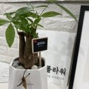 디엔플라워