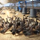 덕담골유황오리 이미지