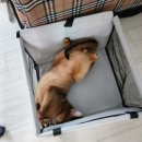 이서동물병원 이미지