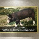 육백보물 이미지