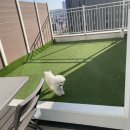 파크뷰테라스 | 애견동반여행 애견동반호텔 파주 파크뷰테라스 후기