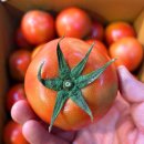 [ 못난이 백다다기 오이 ] 10키로 20,000원 무료배송 // 탱글탱글 완숙 토마토 이미지