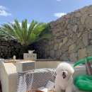 더포레스트하소로 이미지