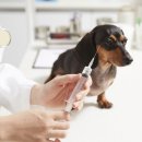 우리덕구동물병원 이미지