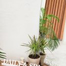 데일리앤스파 이미지