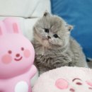 광주 고양이 분양 냥블리 광주점 이미지