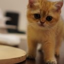 애월캐터리 이미지