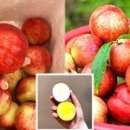 말랑달콤 이미지